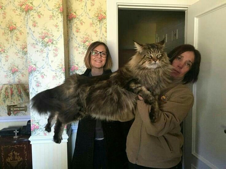 Megan Richardson with her Siberian kitten