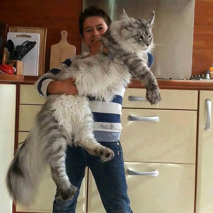 Matthew Harrison with his Siberian kitten