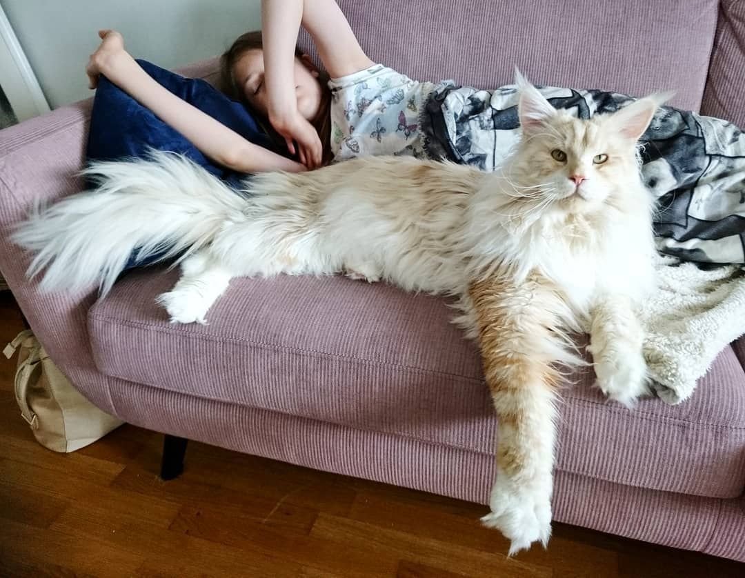 Chloe Anderson with her Siberian kitten