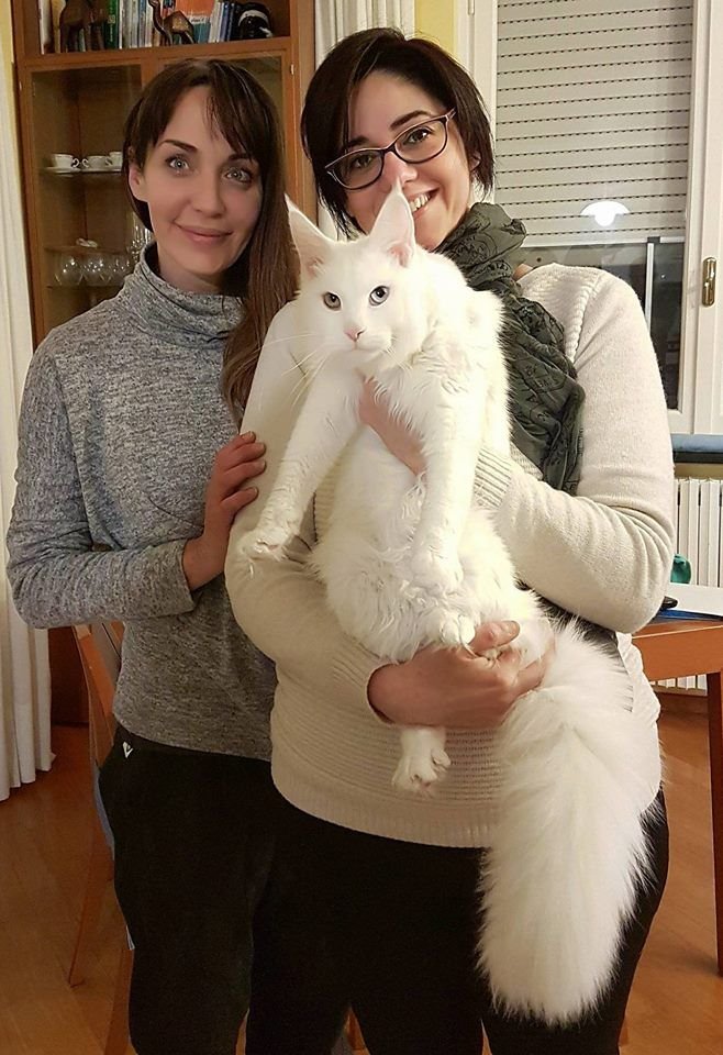 Rachel Thompson with her Siberian kitten