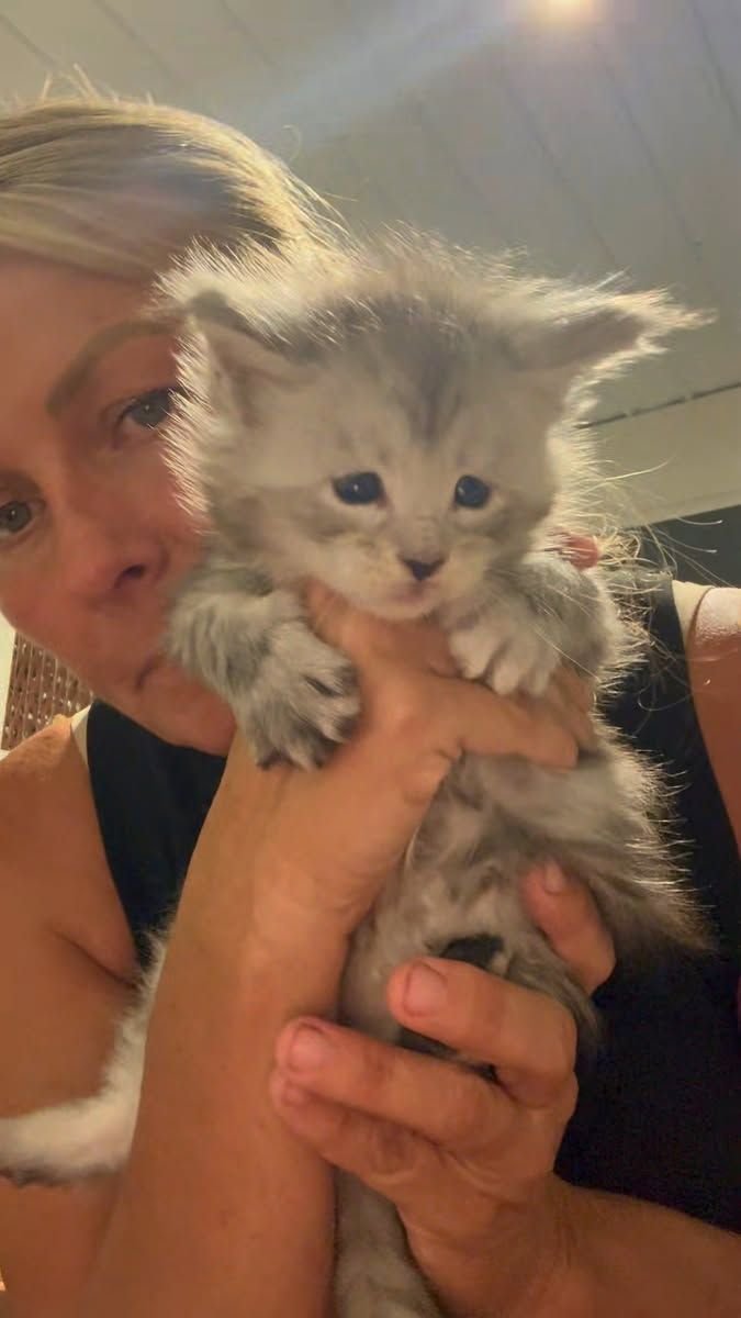 Christopher Evans with his Siberian kitten