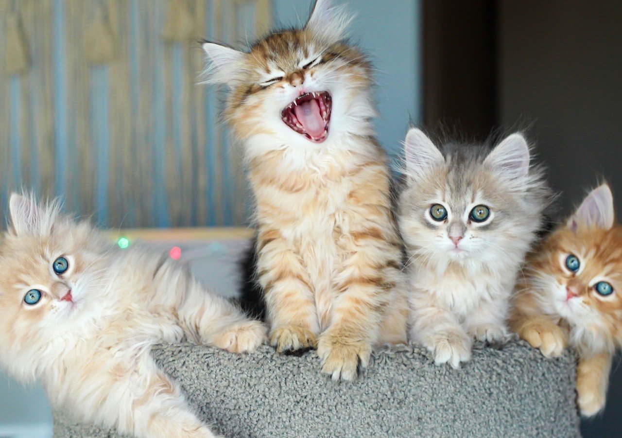 Siberian kitten portrait in a soft home setting