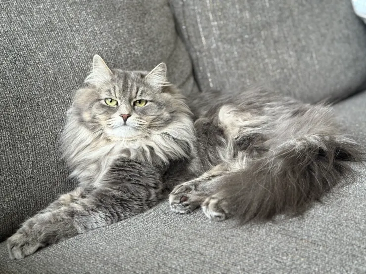 White Siberian kitten resting in soft light
