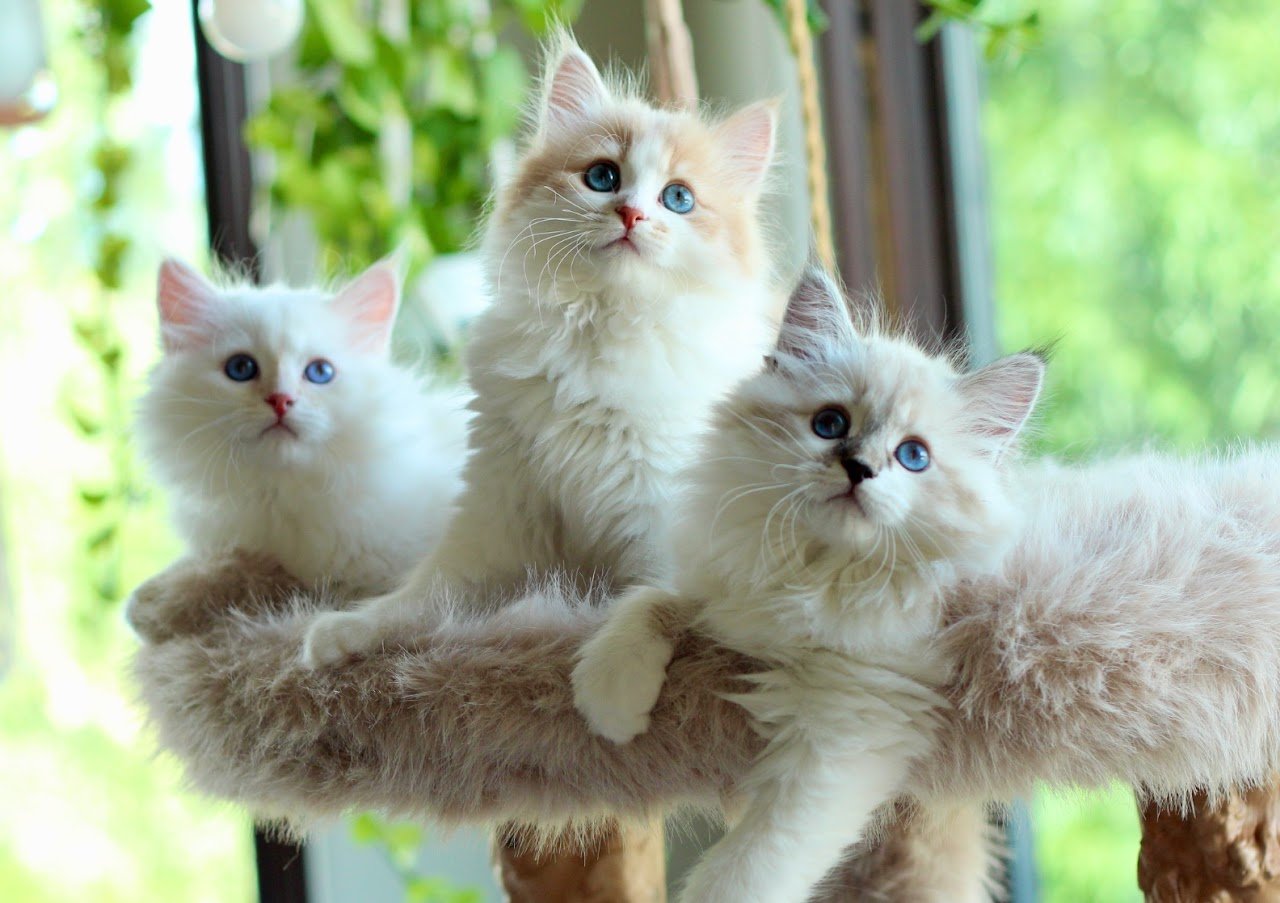 Siberian cat showing a plush coat