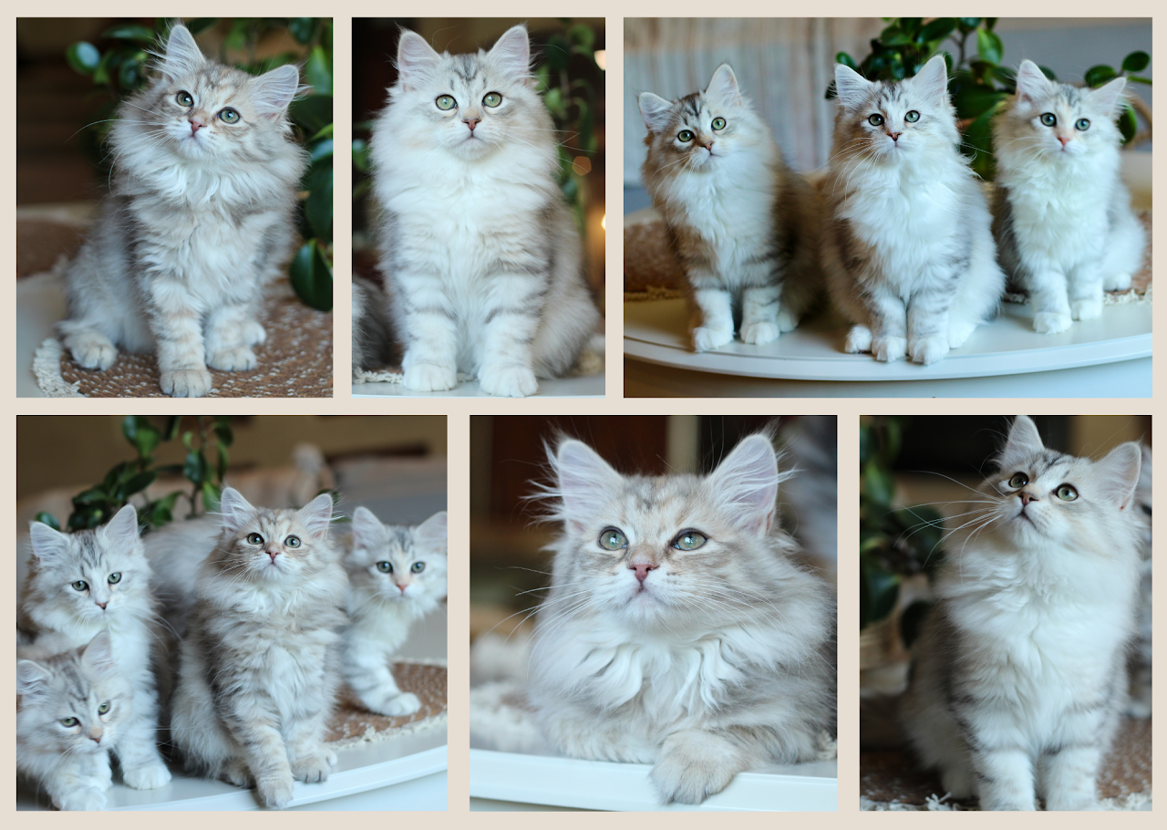 Siberian kitten photo from the gallery