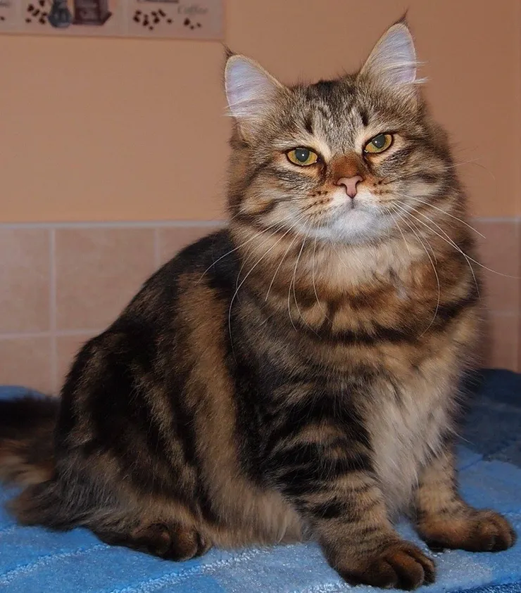 Siberian kitten showing the breed's plush coat and bright expression