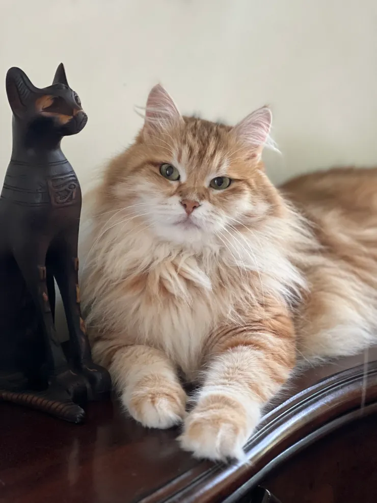 Siberian kitten in a warm home setting